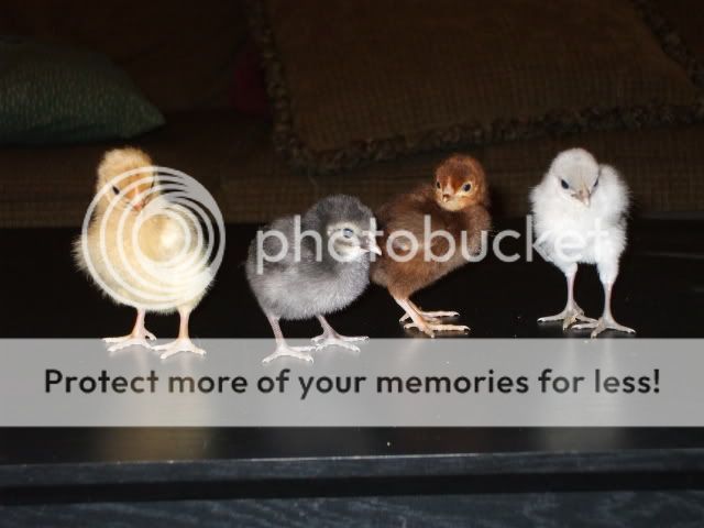 DSCF0495-1.jpg
