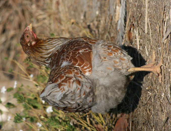 0837313b_blrw_orange_pullet1.jpeg