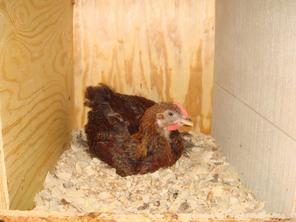 Chickens5-31-0824.jpg
