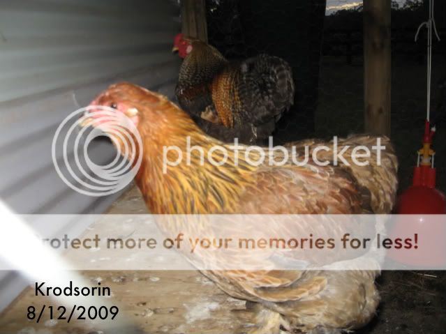 brahma004.jpg