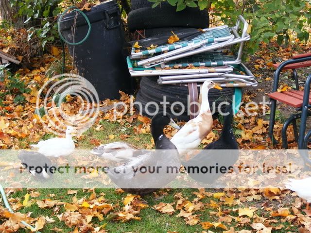 Picture004-4.jpg