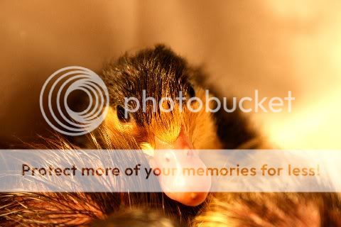 INCUBATED20DUCKLINGS20025MA19325561.jpg