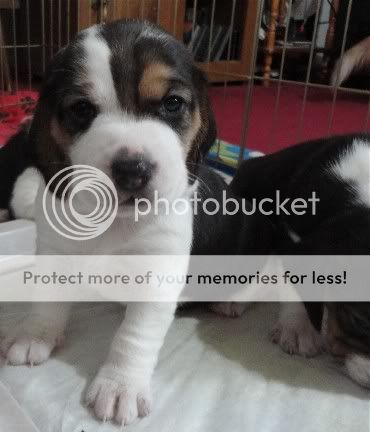 puppy1Rosiegirl3weeks.jpg