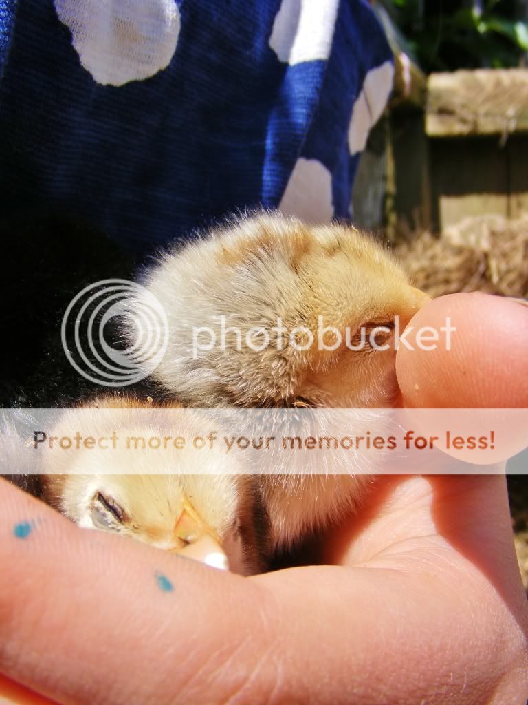 DSCF1520.jpg