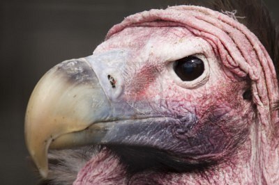 ugly+vulture.jpg