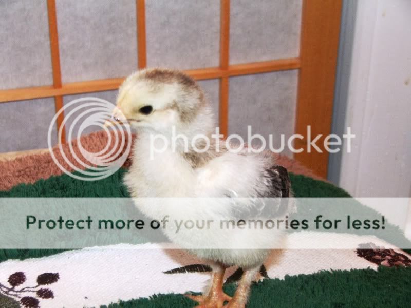 chick2a.jpg