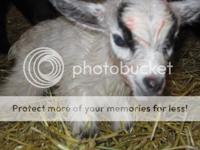 sweetieskids010.jpg
