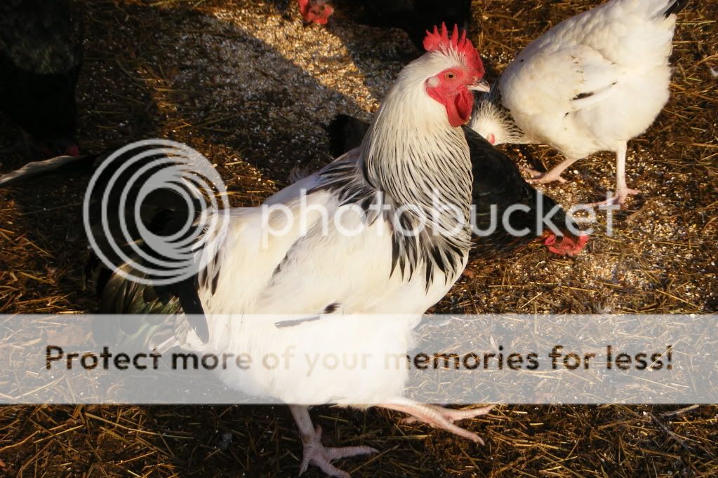 2011_1111Chickens0077.jpg
