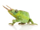 buy-jacksons-chameleon.jpg