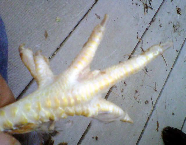 chippysfoot.jpg