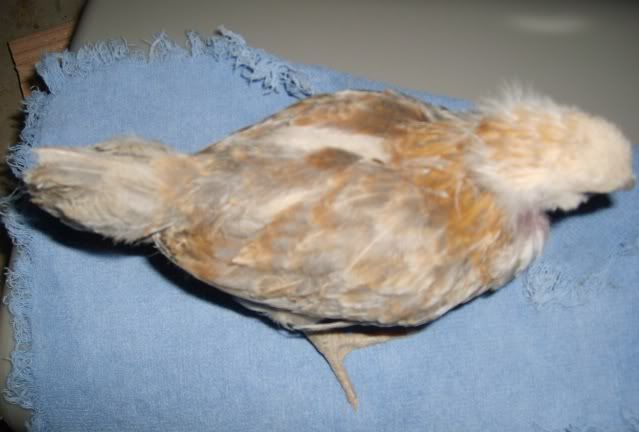 wheatens006.jpg