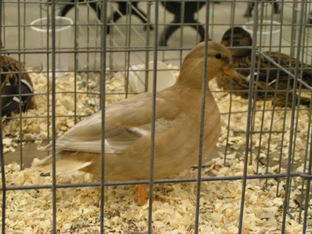 PICT0432.jpg