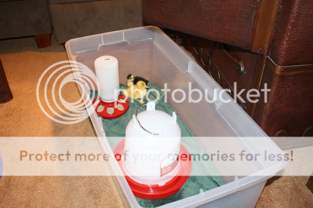 ducklings008.jpg