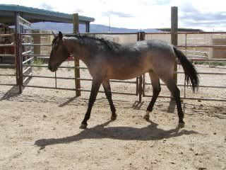 Roan4.jpg