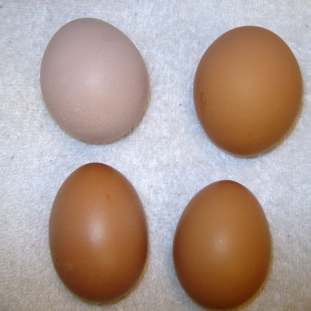 Poultry013.jpg