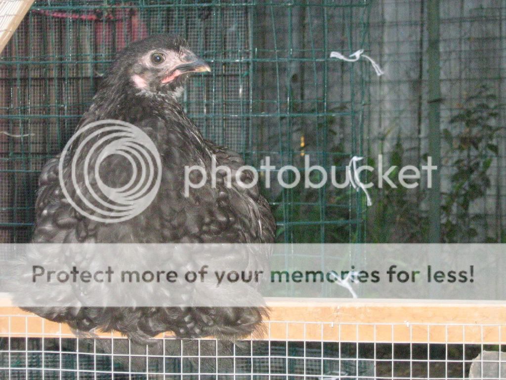 ChickensJuly27th2010089.jpg