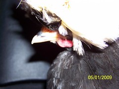 3493039478_c8ae6b9582_m.jpg