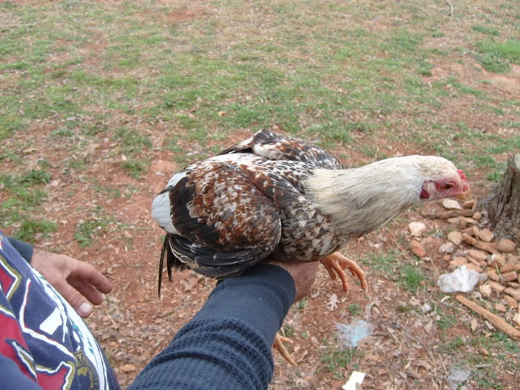Picture011.jpg