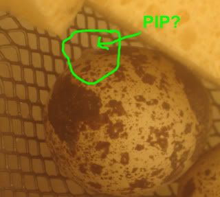 pip2.jpg