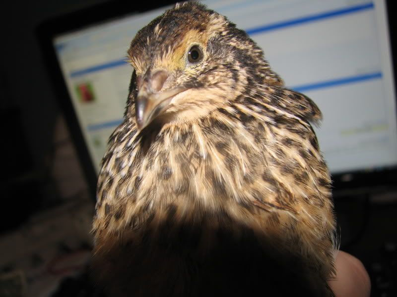 quail017-1.jpg