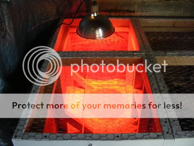 NewBrooder-3002.jpg