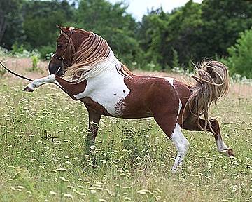 200x200px-ZC-b39380d5_horse41.jpeg