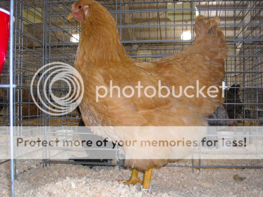 ChanteclerPullet.jpg