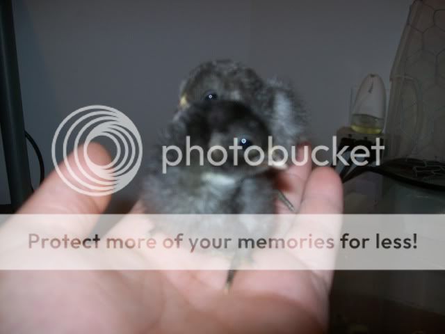 chick028.jpg