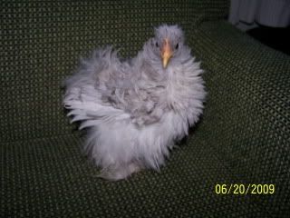 asplashfrizzle.jpg