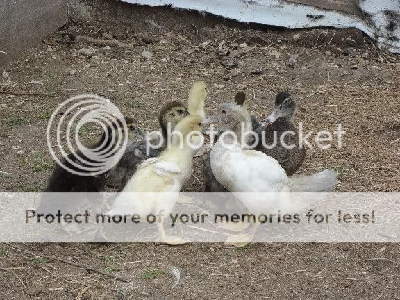 Muscovyducklings4-6wks2.jpg