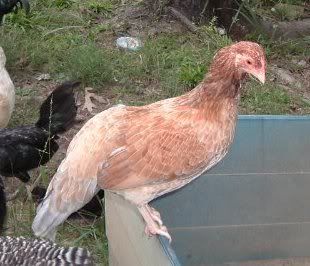 CubalayaPullet.jpg