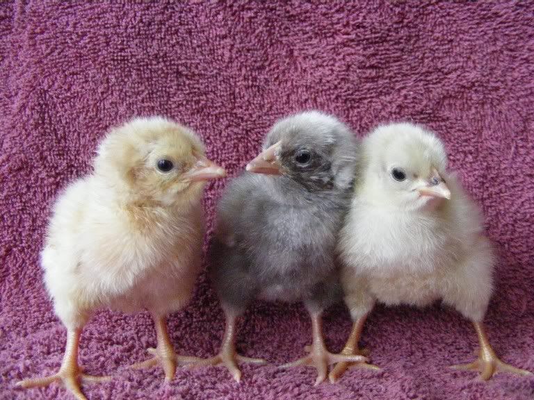 hatching020310028.jpg