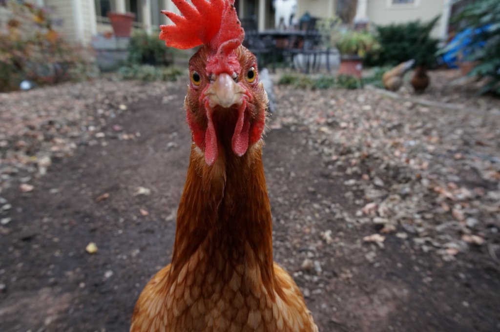 Janet_Chicken.jpg