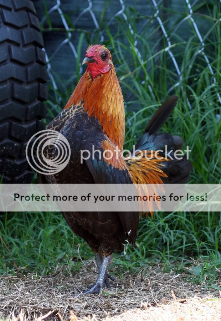 IMG_1151copy.jpg