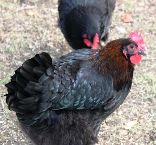 CBHens.jpg