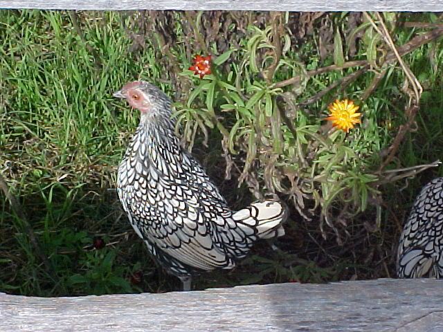 LittleChicken12-12-03.jpg