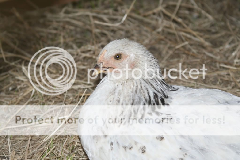 Bessie7.jpg