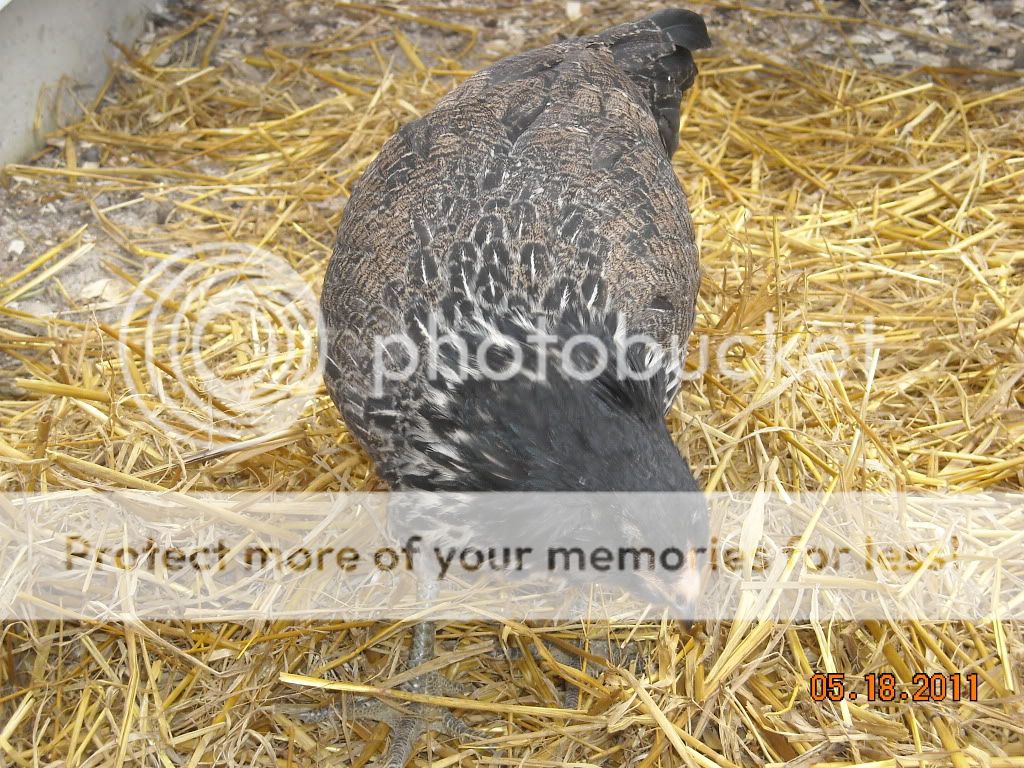 Henrietta2.jpg