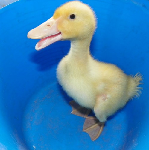 ducky-498x500.jpg