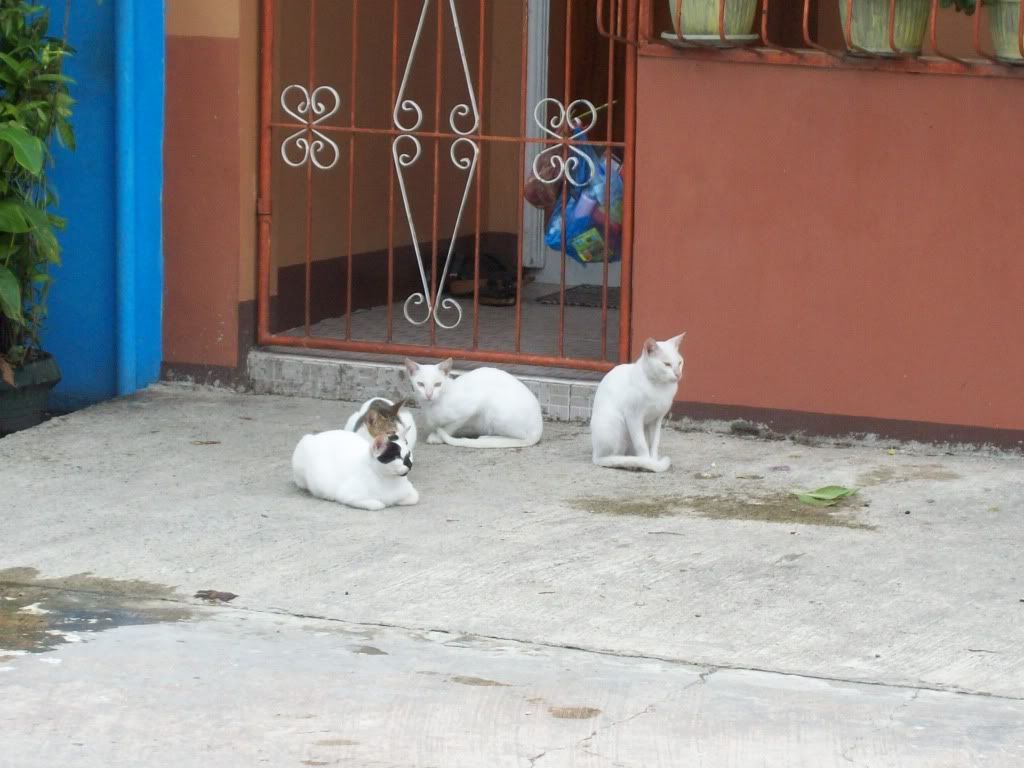 Picture049-1.jpg
