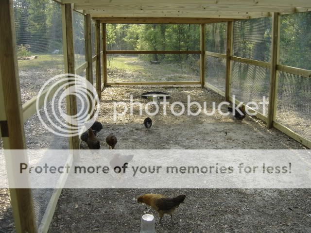 chickschickenscoopflowers145.jpg
