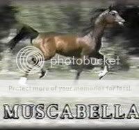 Muscabella111.jpg