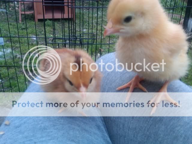 Chicks1-1.jpg