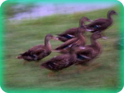 mallards03.jpg
