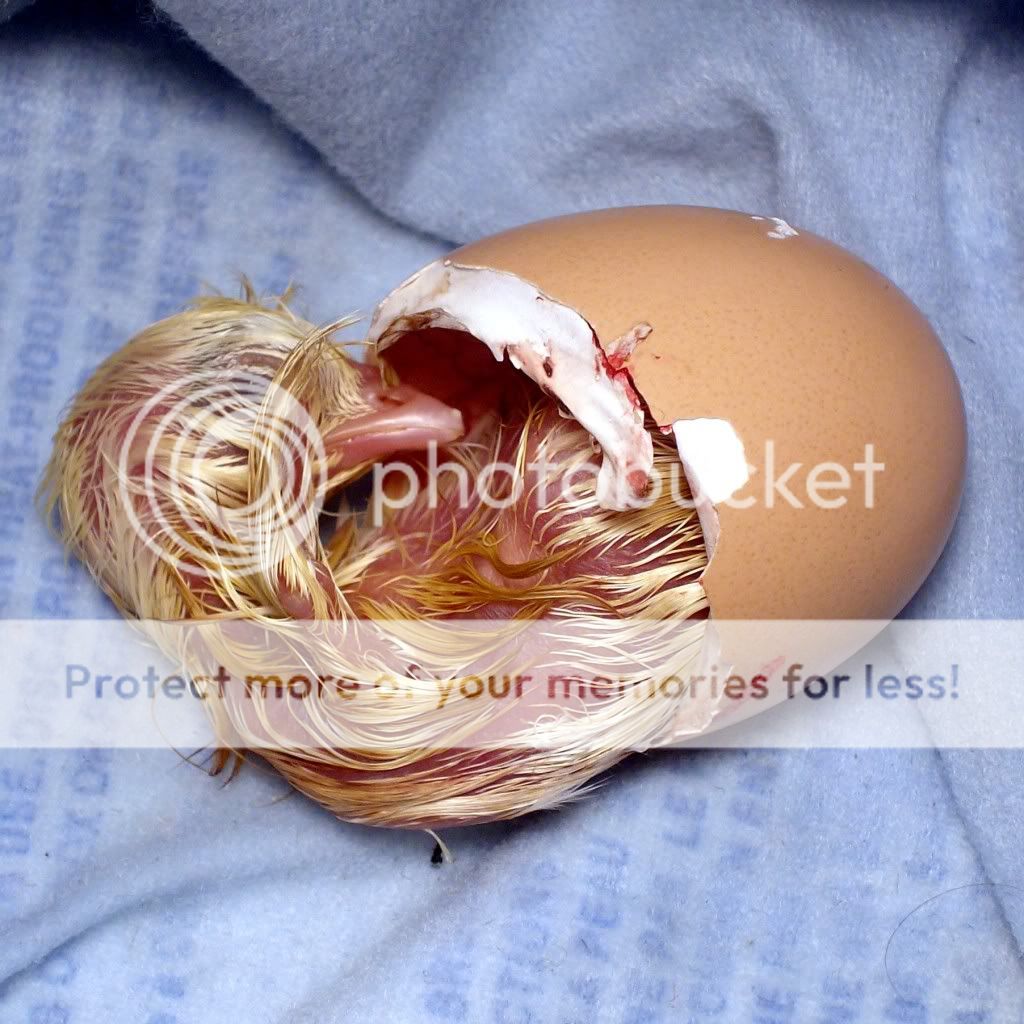 GoldiesFirstBrood026.jpg