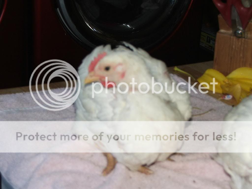 DSCF3277.jpg