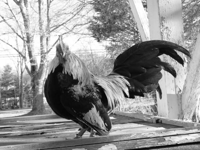 P1060078-Copy.jpg