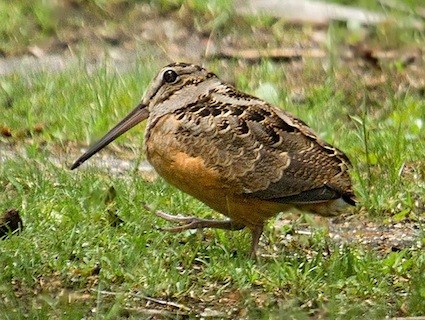 woodcock_laurameyers.jpg
