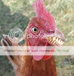 chicken_with_teeth.jpg