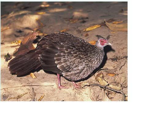 LEWISI_FEMALE_gERALD_CUBITT_001.jpg